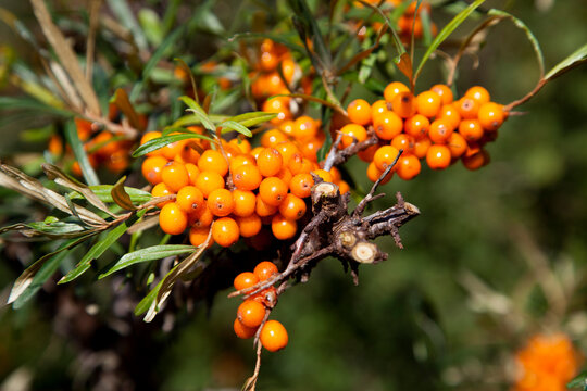 Reifer Sanddorn mit Sanddornbeeren