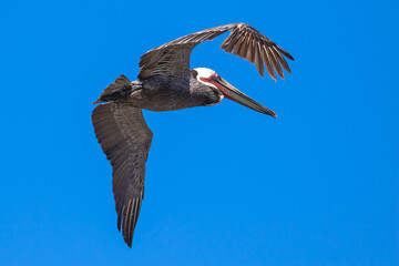 Brown Pelican with adult breeding plumage, Loreto, Baja California Sur, Mexico