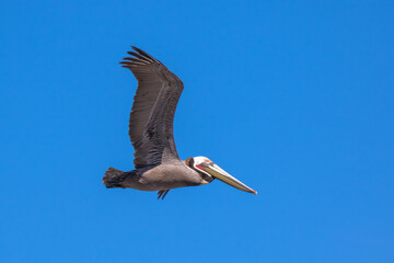 Brown Pelican with adult breeding plumage, Loreto, Baja California Sur, Mexico