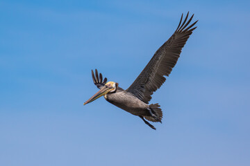 Brown Pelican with adult breeding plumage, Loreto, Baja California Sur, Mexico