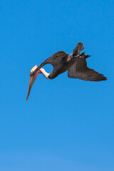 Brown Pelican with adult breeding plumage, Loreto, Baja California Sur, Mexico