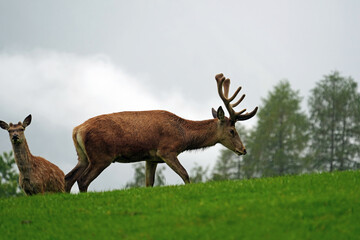 Naklejka na ściany i meble the side profile of a red deer stag, cervus elaphus with velvet antlers on a rainy day in the mountains