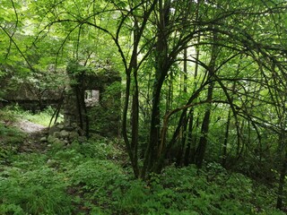 Fototapeta na wymiar ruins in the forest