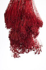 mazzo di fiori secchi rossi