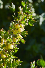 gooseberry growing on a sunny summer day