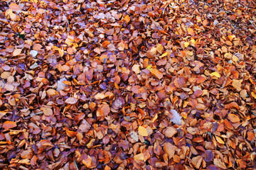 Background from colorful autumn leaves. Nature background.