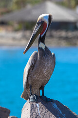 Brown Pelican with adult breeding plumage, Loreto, Baja California Sur, Mexico