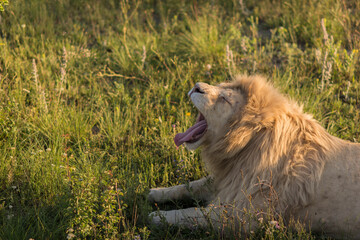 lion in the grass is smiling