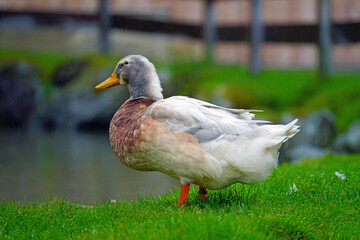 a mallard drake on a green lawn on a rainy day