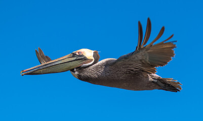 Brown Pelican with adult breeding plumage, Loreto, Baja California Sur, Mexico - obrazy, fototapety, plakaty