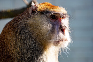 Patas Monkey, Erythrocebus patas, a portrait of a large male, observes the surroundings