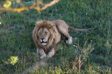 lion in the grass