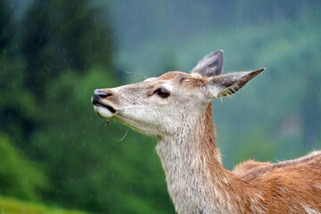 a young red deer female head portrait in summer on a rainy day