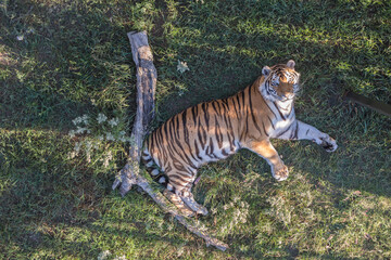 bengal tiger in the jungle