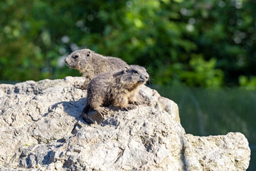 Naklejka na ściany i meble The Alpine Marmot, Marmota marmota, has large incisors and lives high in the European mountains
