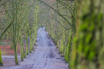 tree path