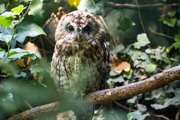 Tawny Owl, Strix aluco, sleeps active is mostly at night