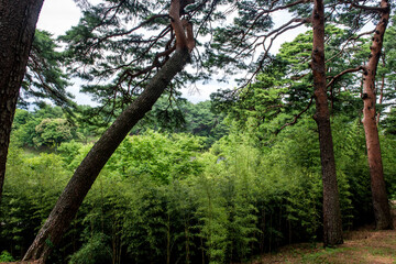 Fototapeta premium Beautiful deep forest woods with bright green colors.