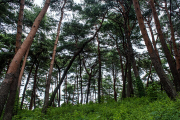 Obraz premium Beautiful deep forest woods with bright green colors.