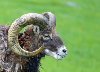a mouflon, ovis orientalis musimon in the change of coat on a green field