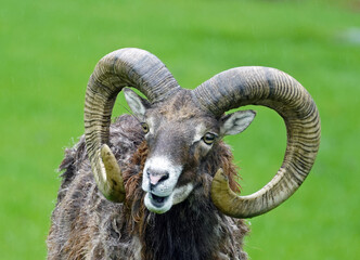 a mouflon, ovis orientalis musimon in the change of coat on a green field