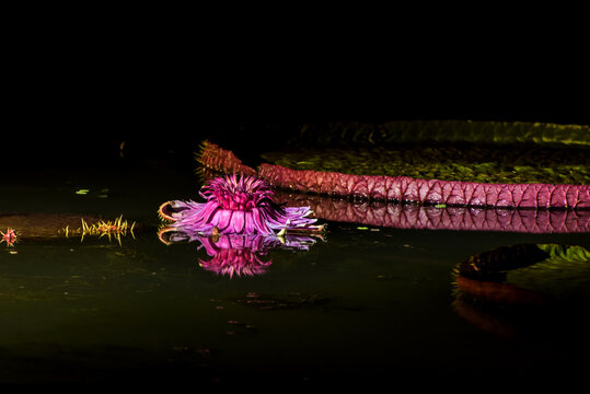 The fantasic nightview of the Victoria regia Lindly Amazonica flower at lotus pond.
