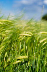 Close up of hay and wheat in a field