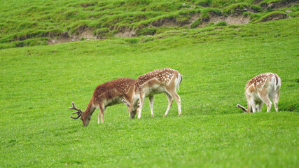 fallow deers, dama dama are  grazing in the rain on a green field