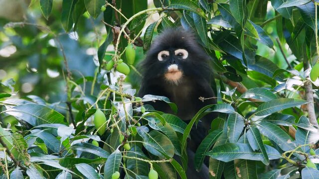 Dusky Leaf Monkey, spectacled langur - lovely little primate with a unique appearance found in Malaysia and Thailand.