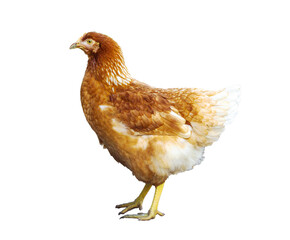 Brown chicken isolated on white background, side view