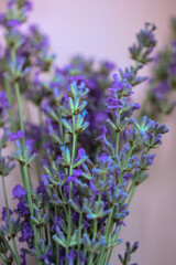 Obraz premium Bouquet of lavender: bright purple flowers against orange wall in summer.