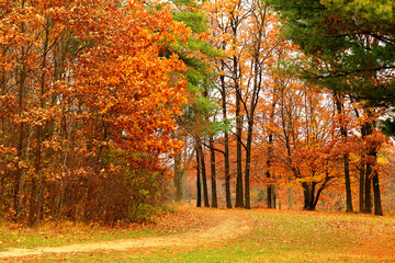 The background of bright autumn scenery in the park