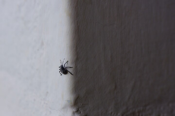 black color insect isolated on white wall
