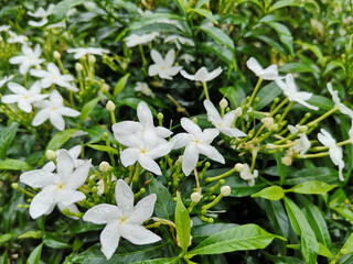 crepe jasmine flower on soft focus blurred background
