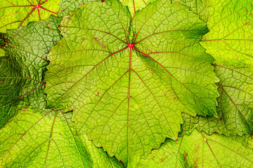Naklejka na ściany i meble Green grape leaf with red veins, close up macro texture. Green wine grape leaf
