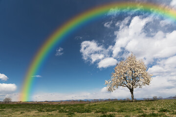 Obraz na płótnie Canvas 白い花の咲く木と虹のある風景　背景素材