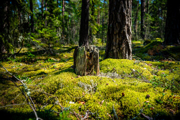 Moody summer forest scene with a tree stump in thick green moss in sunny glade.