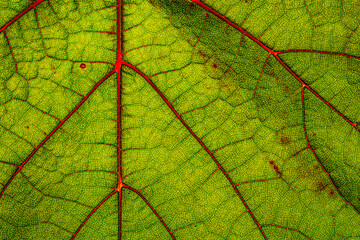 Green grape leaf with red veins, close up macro texture. Green wine grape leaf