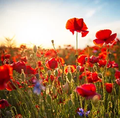 Fototapeten Nice poppy flowers in the sunset © Horváth Botond