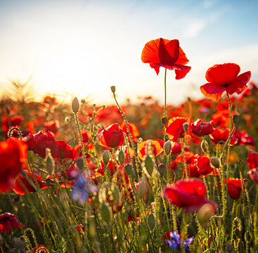 Nice poppy flowers in the sunset