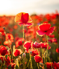 Naklejka premium Nice poppy flowers in the sunset