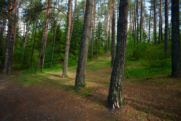 summer forest on a sunny day