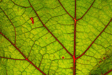 Green grape leaf with red veins, close up macro texture. Green wine grape leaf