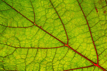 Green grape leaf with red veins, close up macro texture. Green wine grape leaf