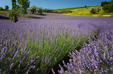 Obraz na płótnie Canvas Nice lavender field at lake Balaton