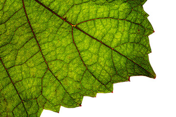 Green grape leaf with red veins, close up macro texture. Green wine grape leaf