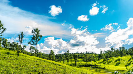 green field and blue sky