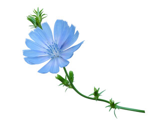 Fototapeta na wymiar Fresh blue flower and buds of chicory (Cichorium Intybus) on branch close-up isolated on white background. Wild plant used as coffee substitute. 