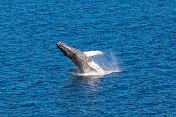 Fototapeta premium Breaching Humpback Whales, Loreto in Baja California, Mexico