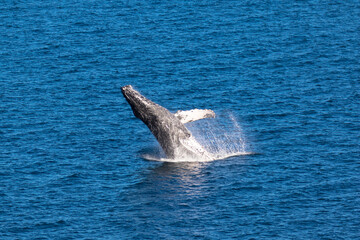 Fototapeta premium Breaching Humpback Whales, Loreto in Baja California, Mexico